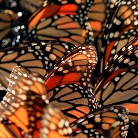 Vlinder als symbool van transformatie en spirituele groei, loslaten van trauma, pijn, ego en innerlijke onrust